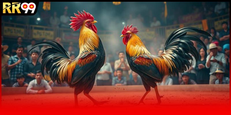 Chú ý đến giống, chọn đá gà tre có nguồn gốc rõ ràng