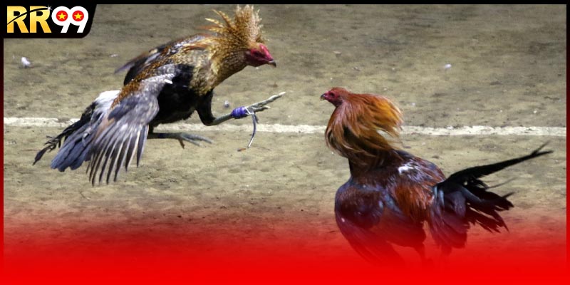 Nguyên lý hoạt động của đá gà livestream
